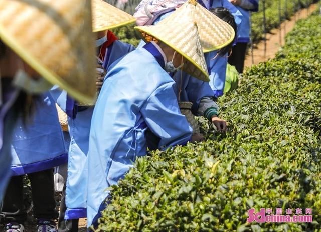 蛤蜊|红岛蛤蜊节欢乐启幕！青岛城阳打造全域旅游时尚化发展典范