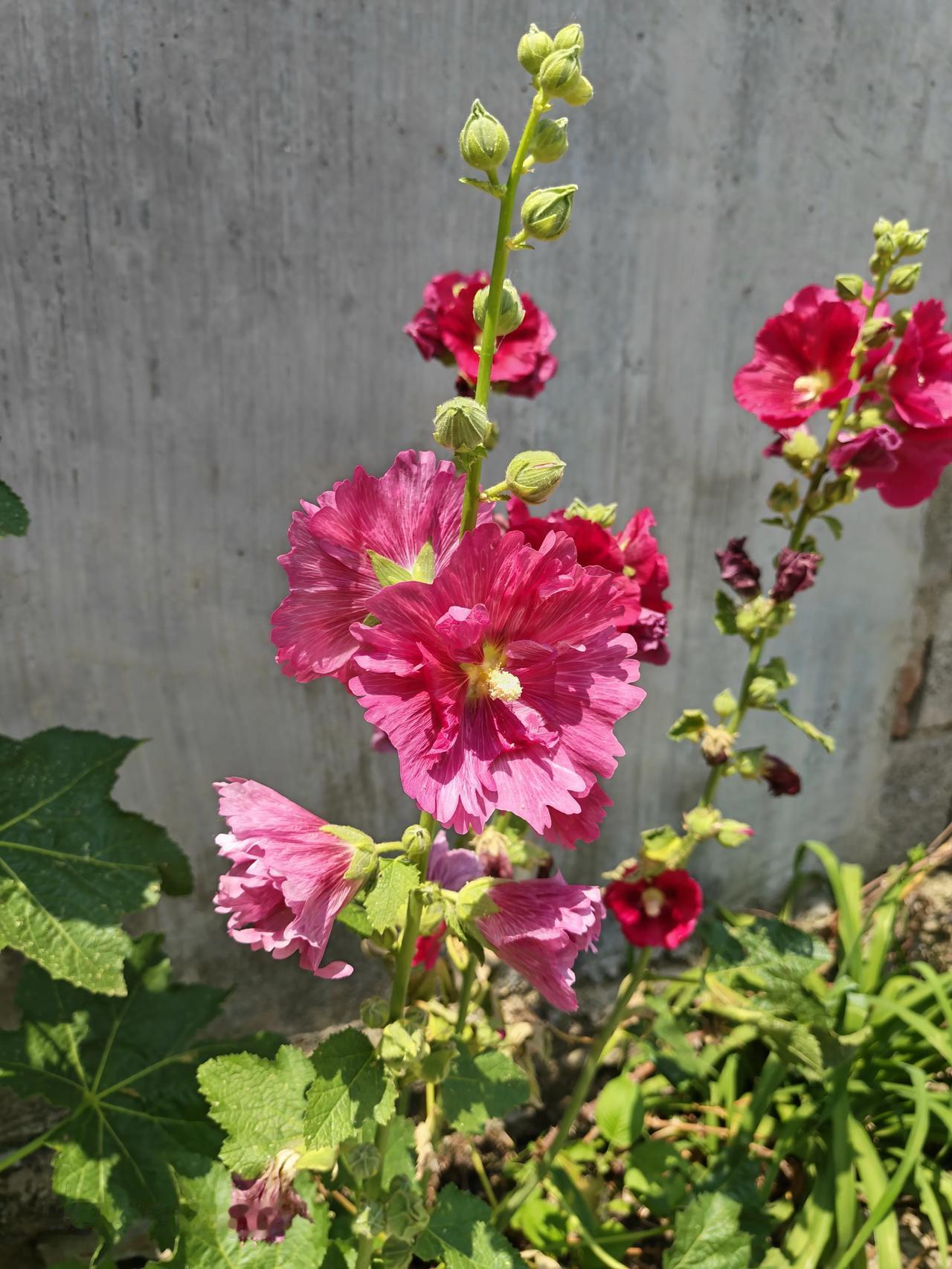 家门口的花儿特别的漂亮，还是喜欢农村的生活环境，安静惬意，而且空气新鲜！