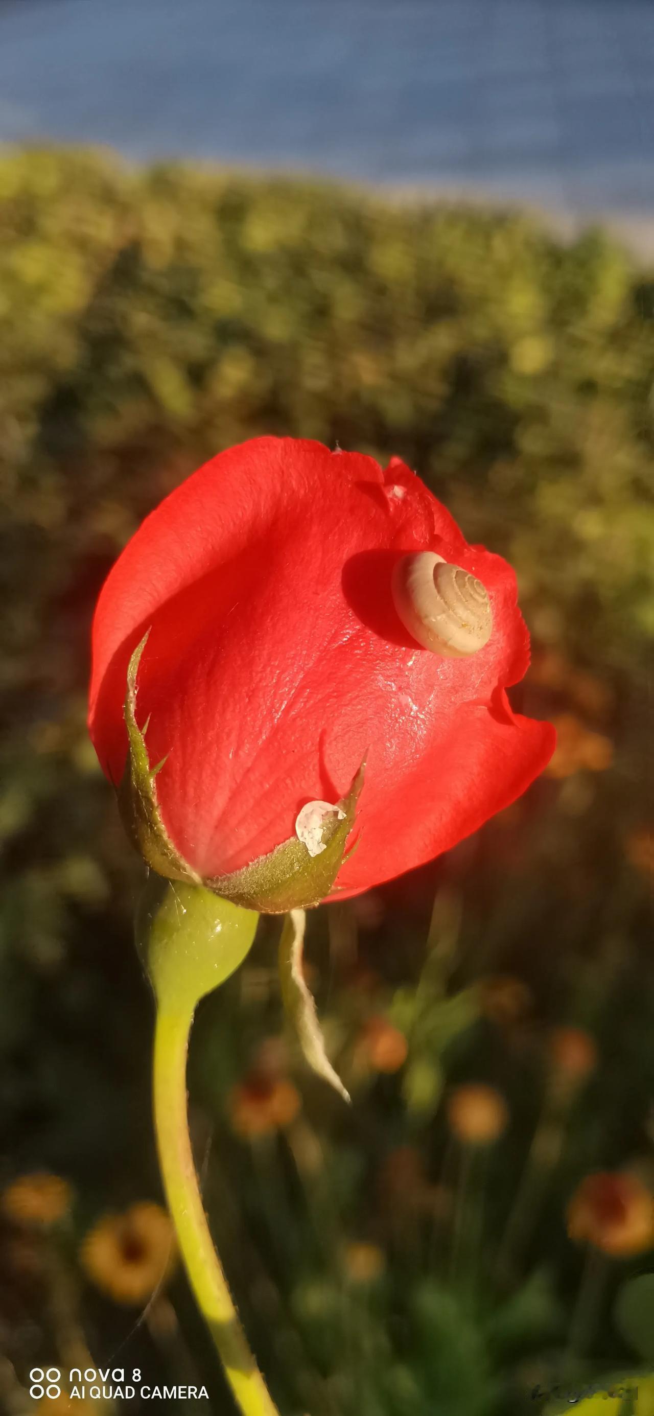 #秋日漫步随手拍#（首发原创）
镜头记录生活  蜗牛🐌花
拍摄于大同市平城区御