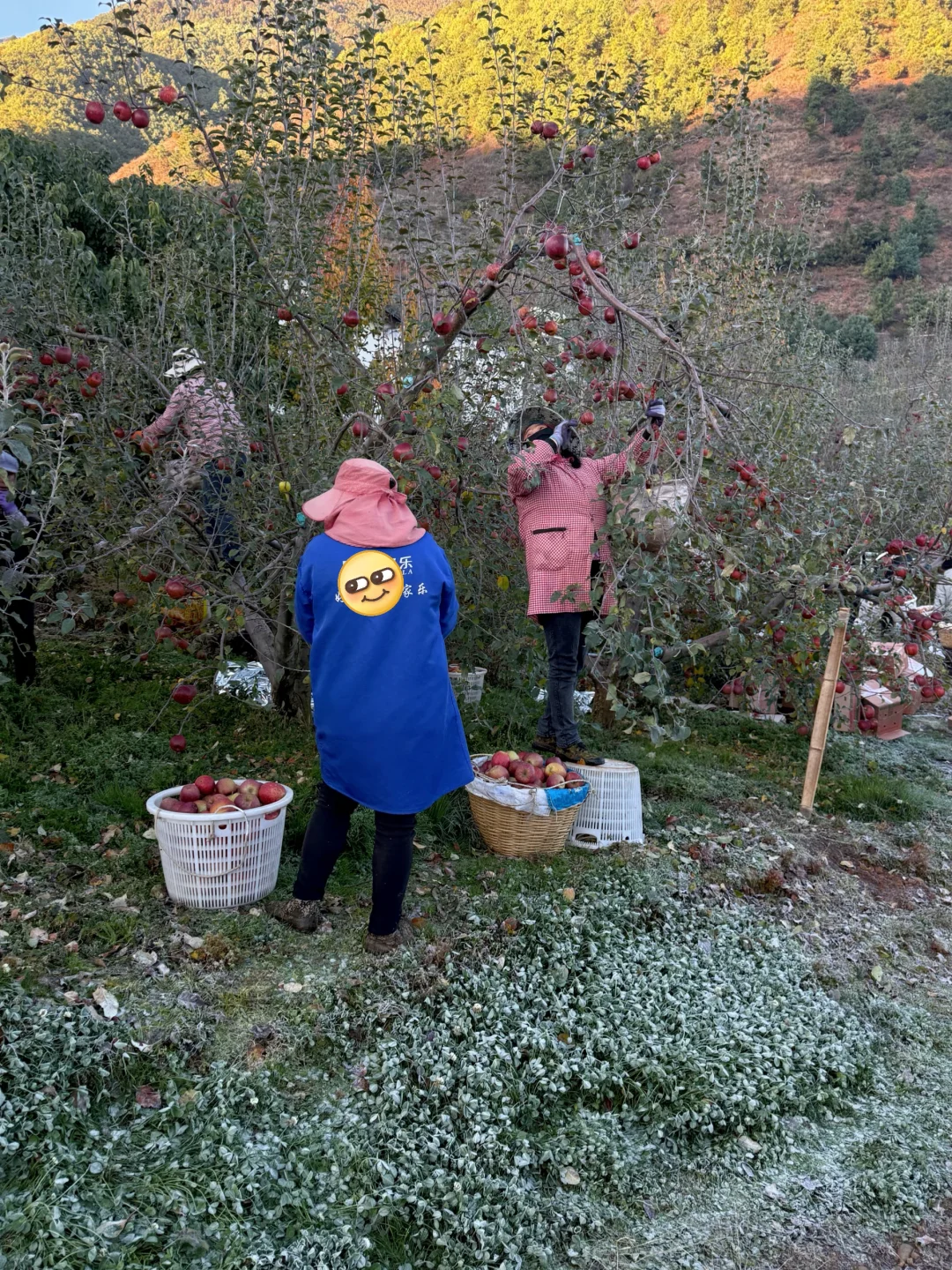 晚熟的冰糖心丑苹果，真的很脆很甜！