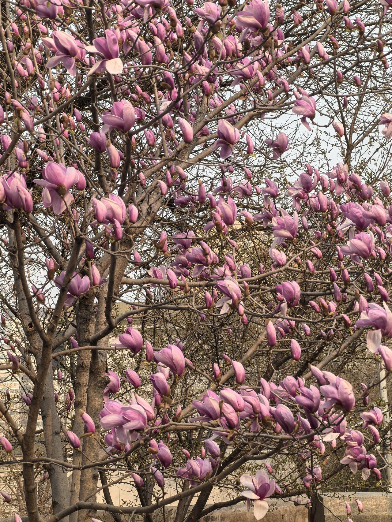 小学数学跨学科主题学习实施要点
 
小学数学跨学科主题学习的核心，是响应新课标“