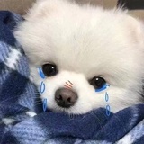 芒果酱说说军事