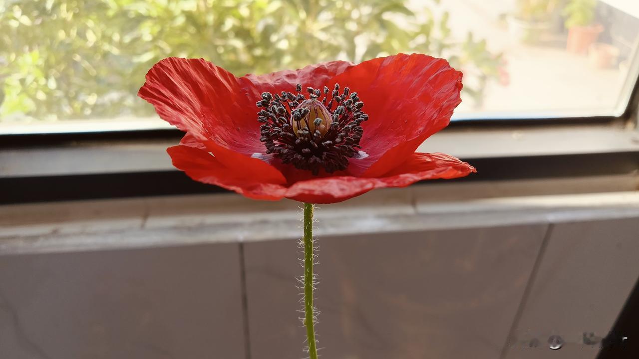 今天是4月7日，晴，7到16度。今天老家的虞美人长出了花苞，很期待它们的绽放。