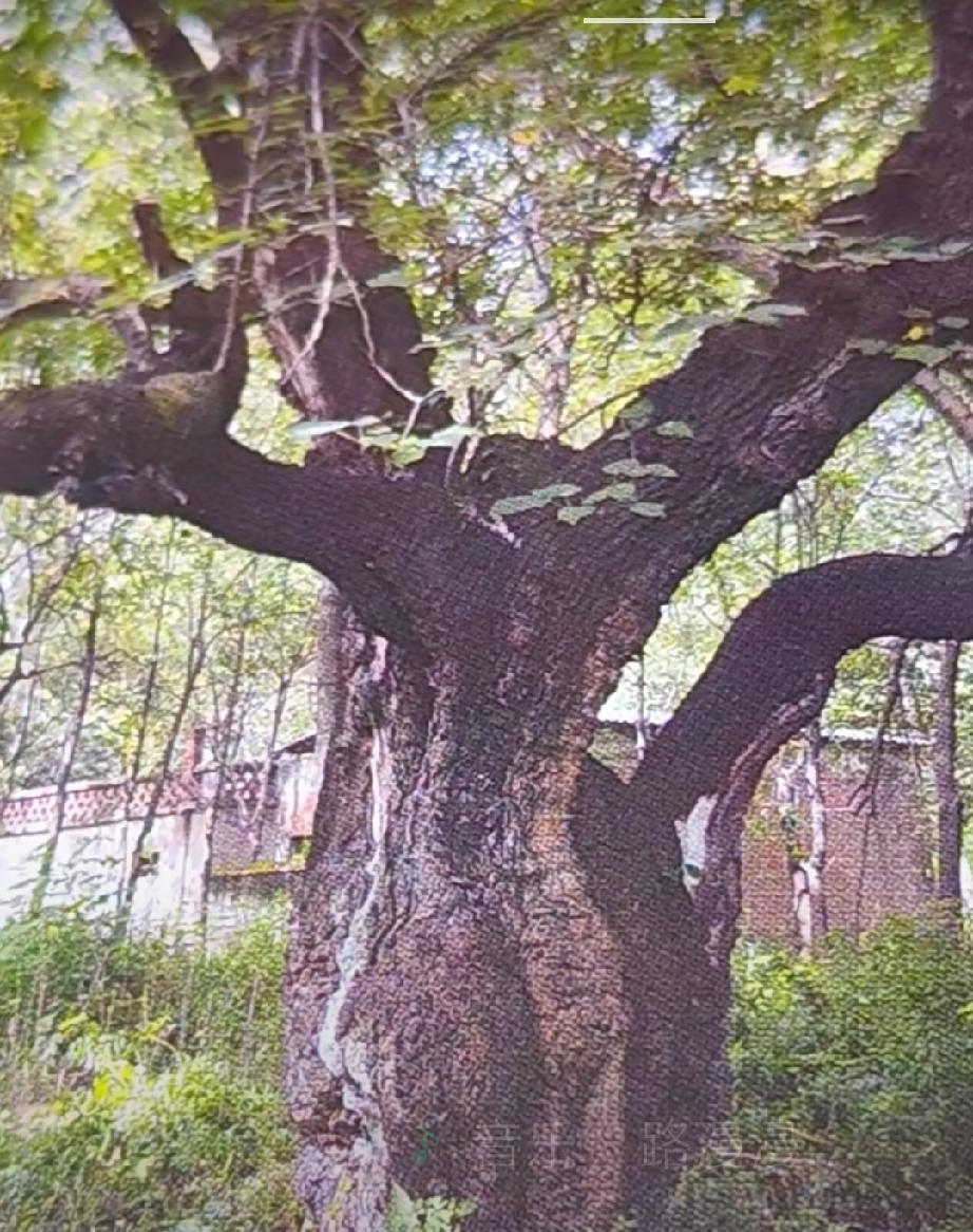 阜阳市孙镇孙法村骡王庄古桑树

在"万福沟”清澈河水的滋润下,皮条孙镇孙法村骡王