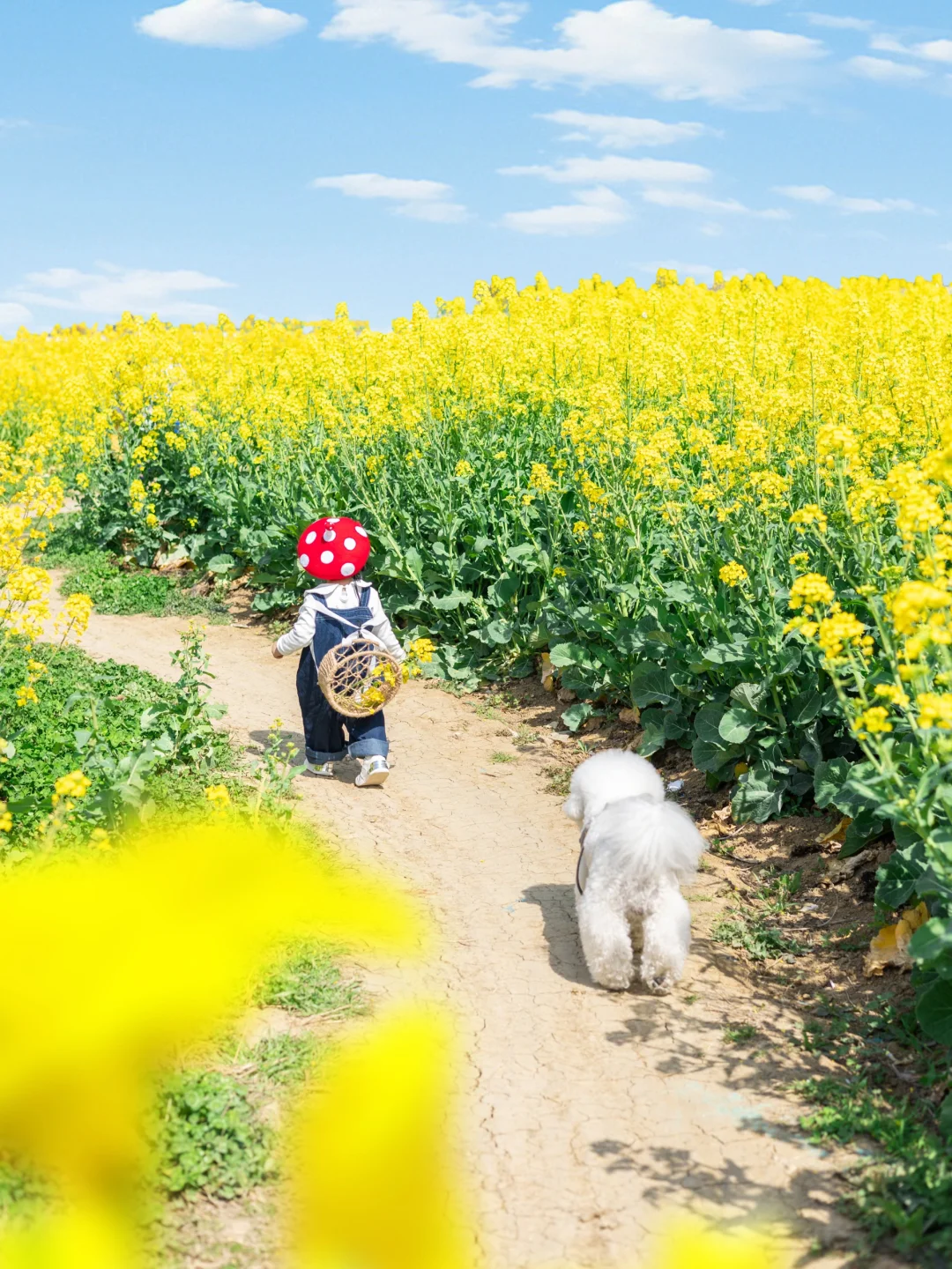 春日限定︱油菜花拍摄攻略来啦🌼