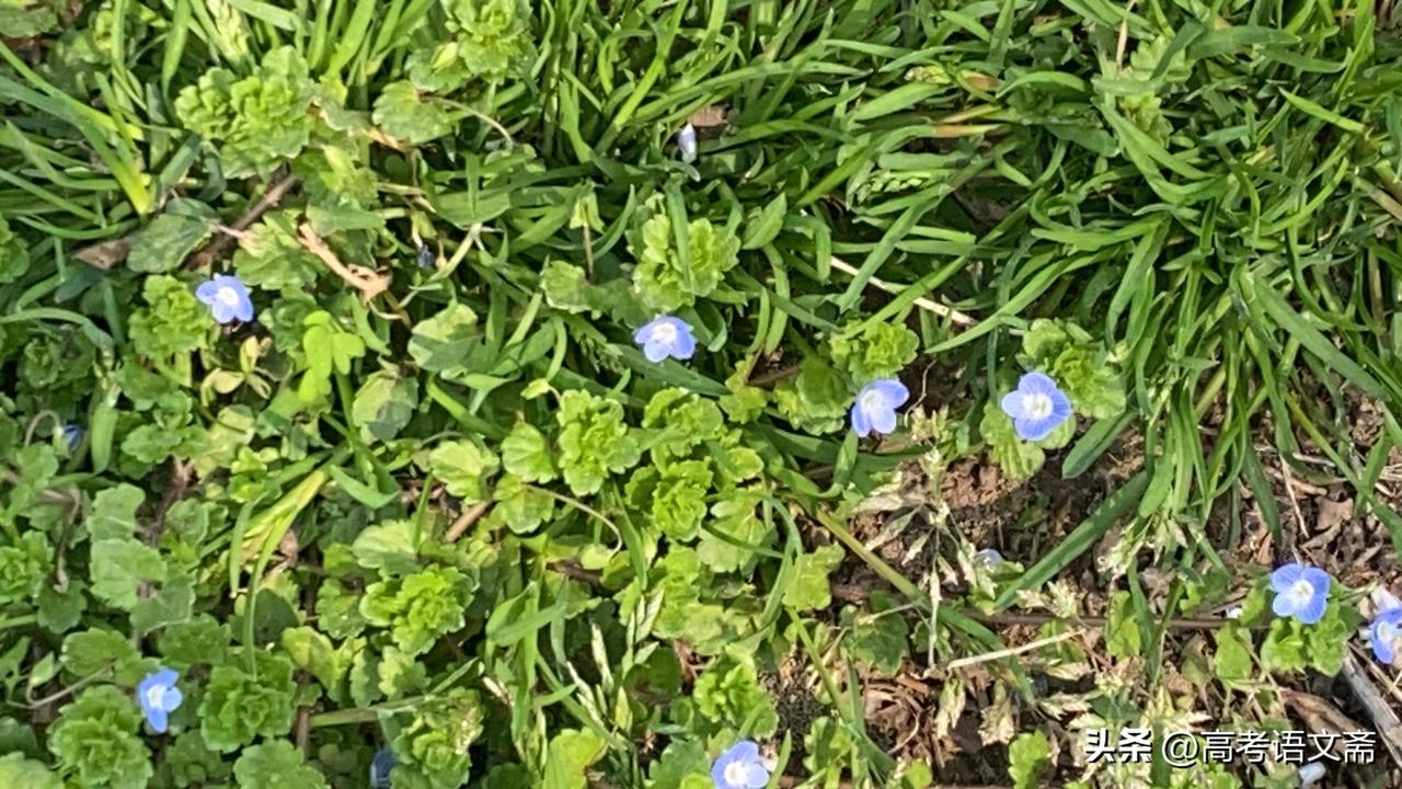 微风轻轻拂过，野花们轻轻摇曳，散发出阵阵淡雅的清香，那香气仿佛有魔力一般，瞬间驱