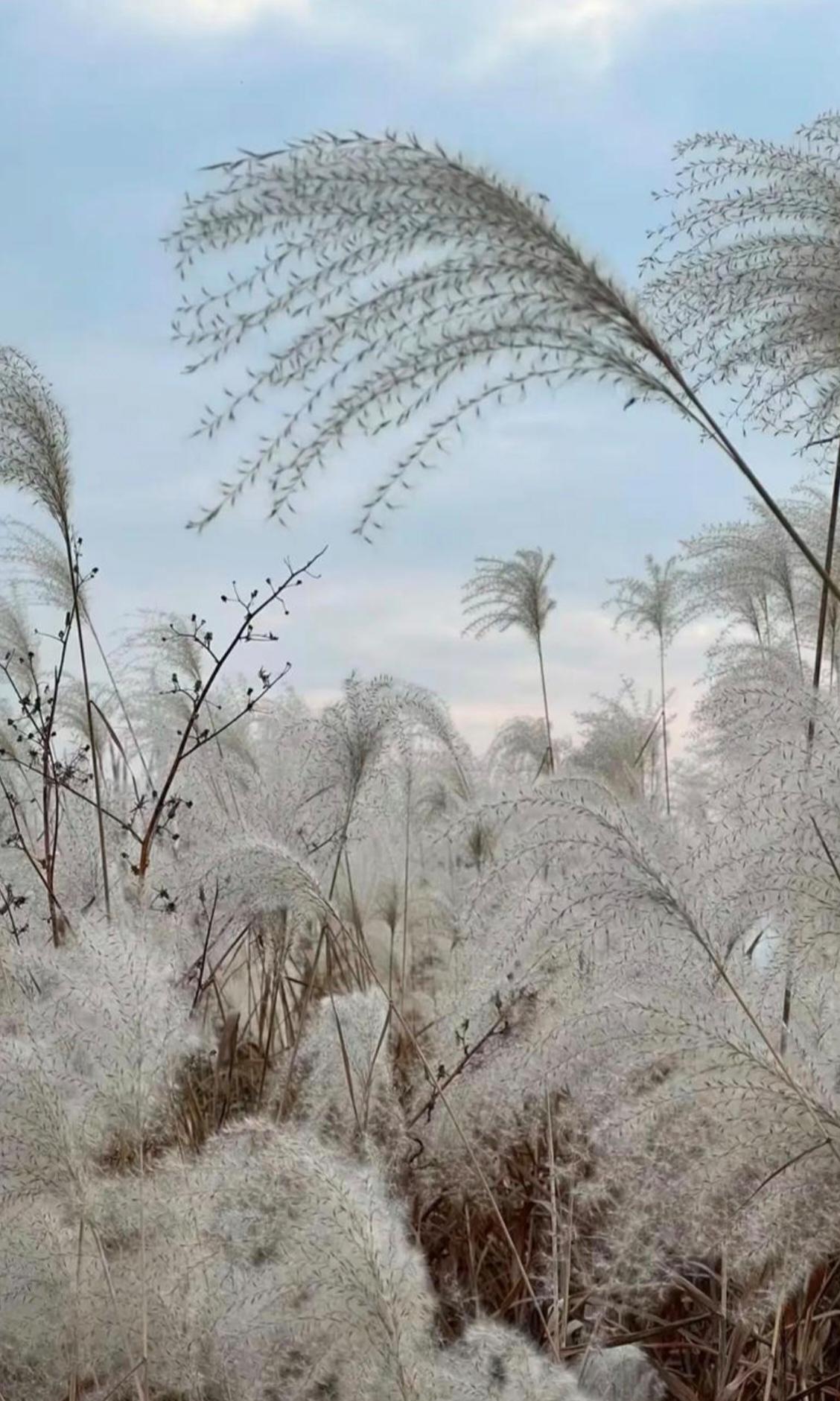 《秋末随笔》
秋末万物凋，
温暖临冬抛。
落叶掩幽径，
烟云压蓬蒿。
鸟归寒影急