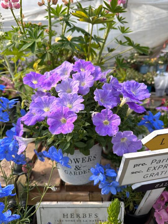 牵牛花 天空蓝