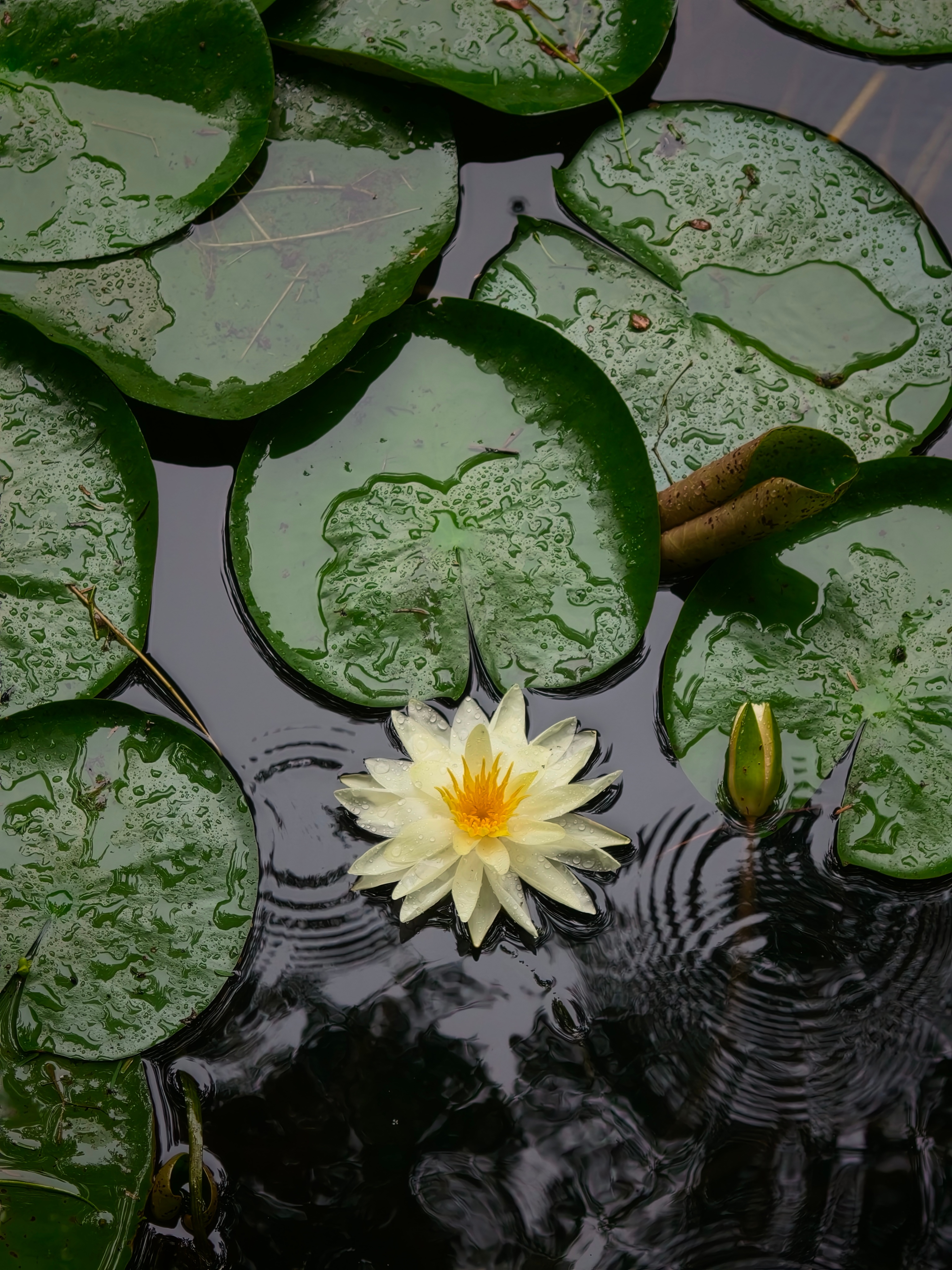 分享图片 