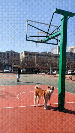 汪星人：冤有头，债有球，我只针对篮球，其他不管。