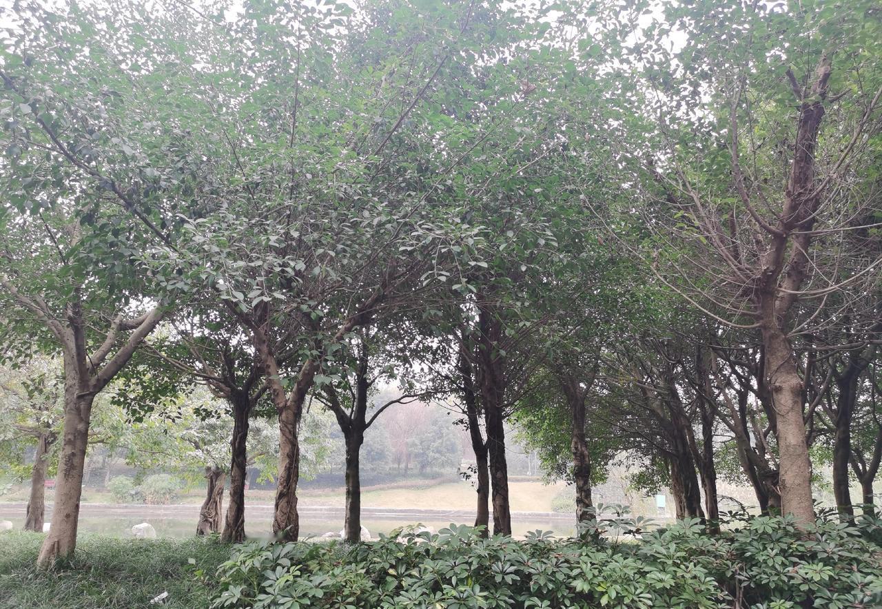 面对美国的“斩线杀”，国人更需觉醒，健康管理至关重要。每个家庭至少应有一人学习健