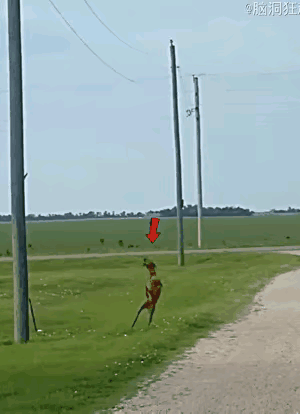 这就是狗拿耗子多管闲事的典型画面，松鼠本来玩的好好的，可被这个毛孩子给盯上了，不