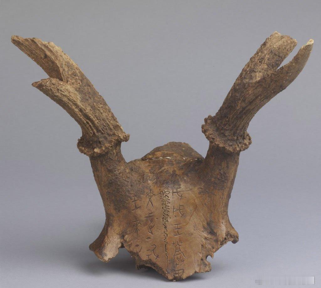 只有两件——殷墟的鹿头骨刻辞在河南安阳殷墟出土的文物中，除了常见的龟甲和牛肩胛骨