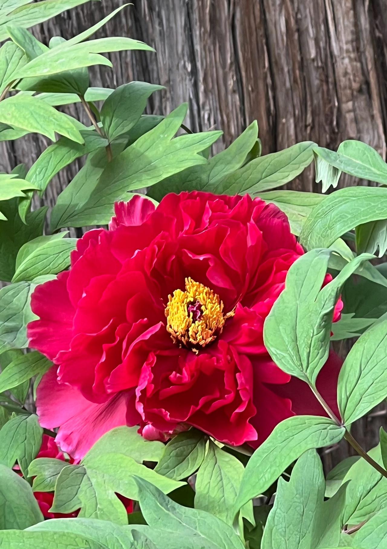 牡丹花，真的是尽显富贵与美丽！
在景山公园里欣赏牡丹花，是人生中最美好的时光，走