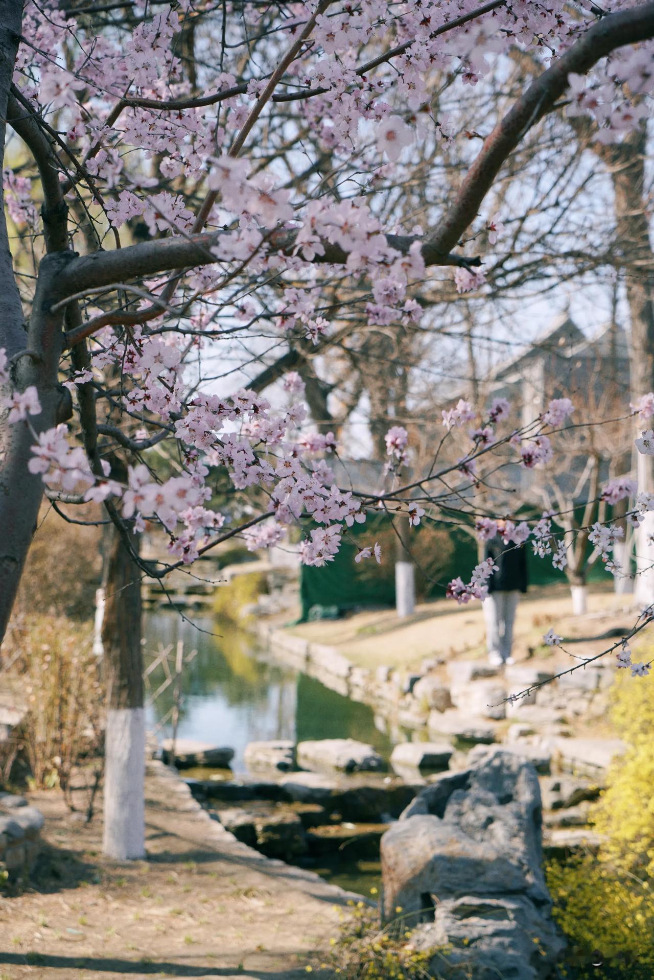 花落谁家，春归何处？春日领花束 晒图笔记大赛