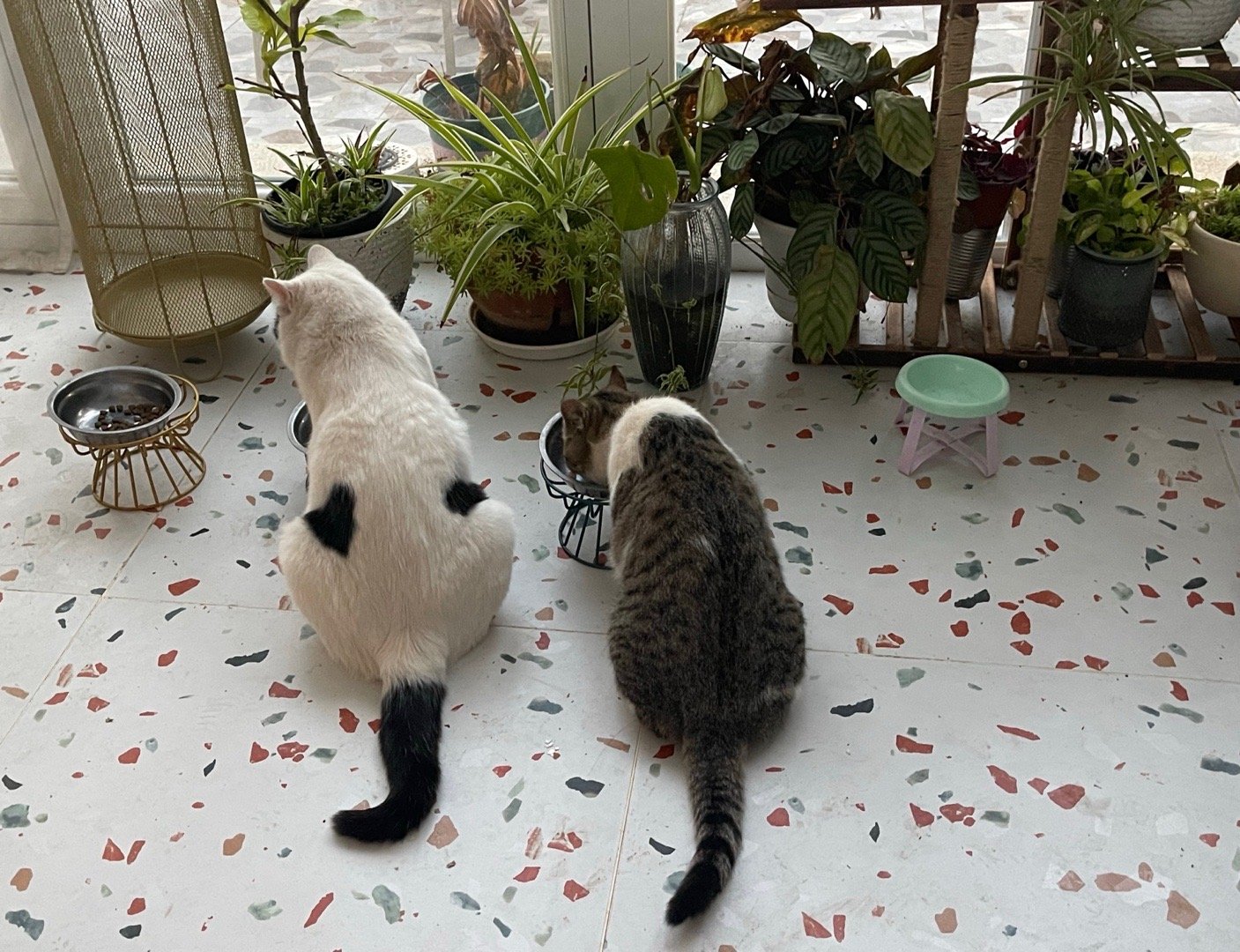 这里，必须上我家的主理咪煤气罐罐大墨墨。 