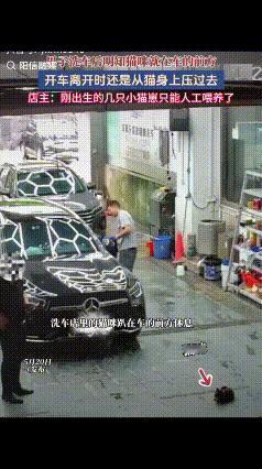 “这就是天生的坏！”​广东一男子到洗车店内洗车，离开时他明明看到地上躺着一只猫咪