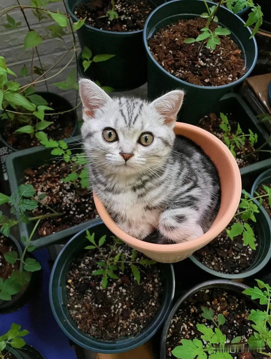 花盆不仅可以种花，还可以种猫哦！