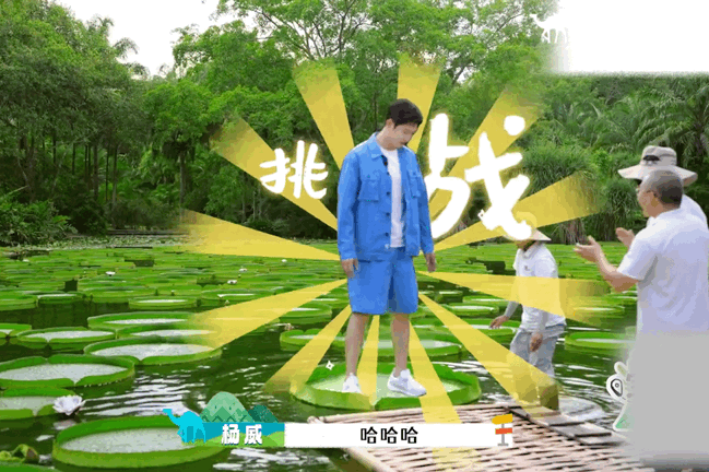 不愧是黄景瑜认证的王莲王 黄景瑜挑战脚踏王莲池子内部优中选优的王莲叶片果然靠谱，