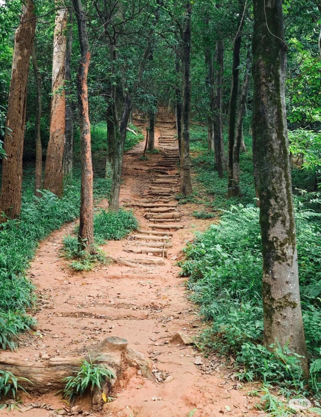 5条深圳市区的超美野徒路线，每周可约出发
深圳靠山望海，有丰富的户外资源。这5条