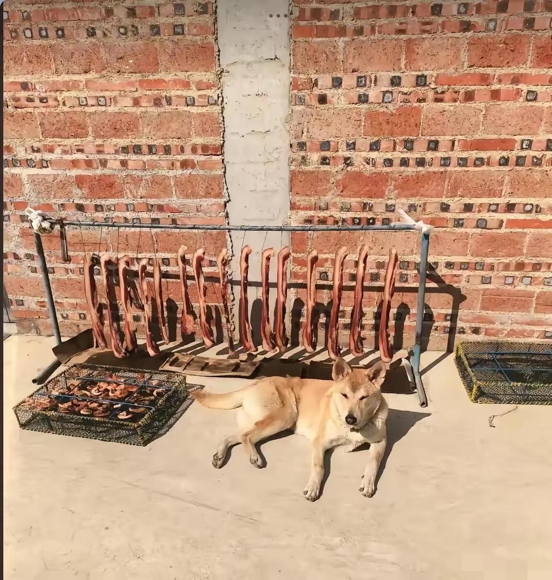 广东一女子把腊肉虾仁晾阳台，随口跟家里狗子说“看好，别让偷了”，就出门办事。
