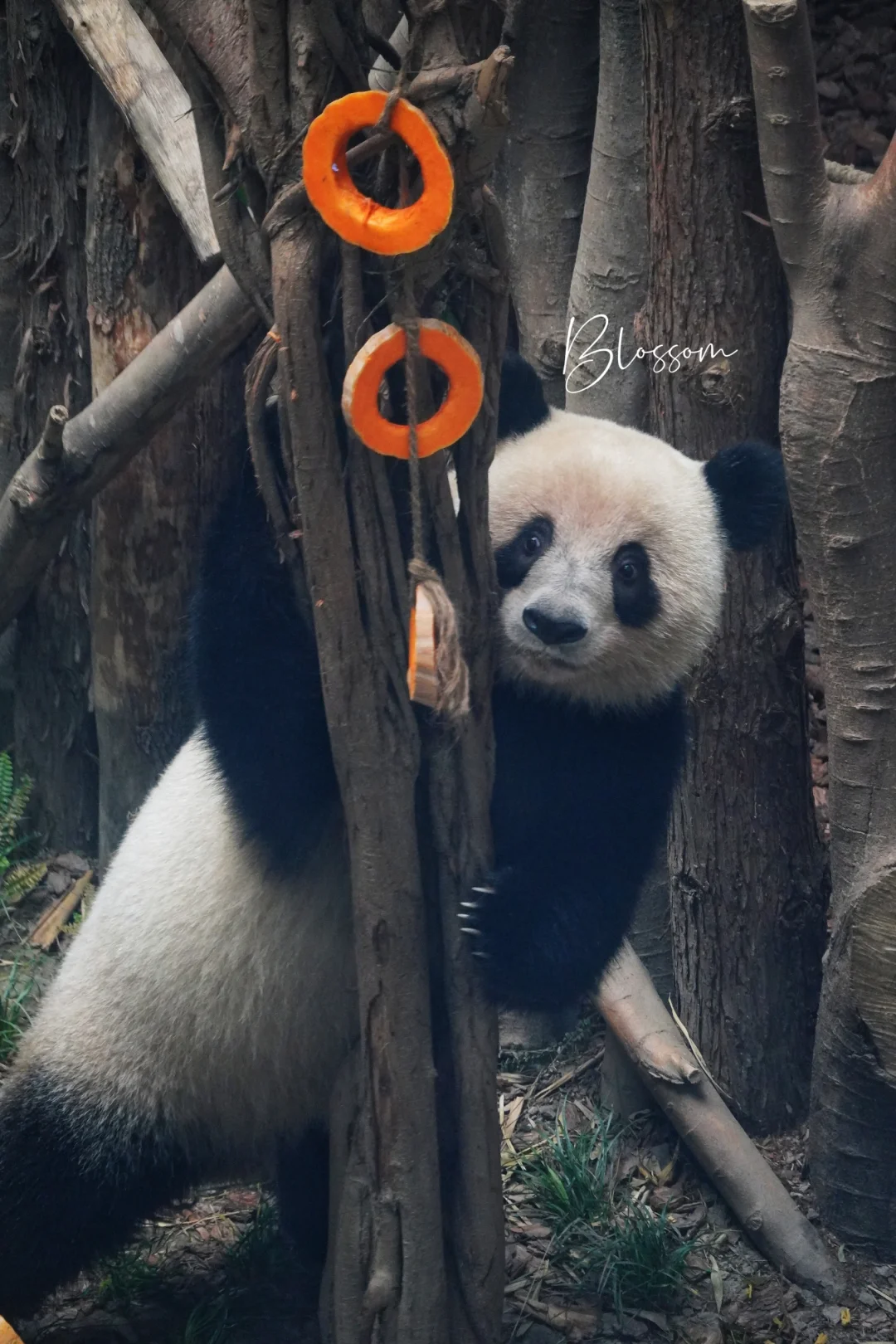 240808 福茹：祝我的漂亮妈妈生日快乐