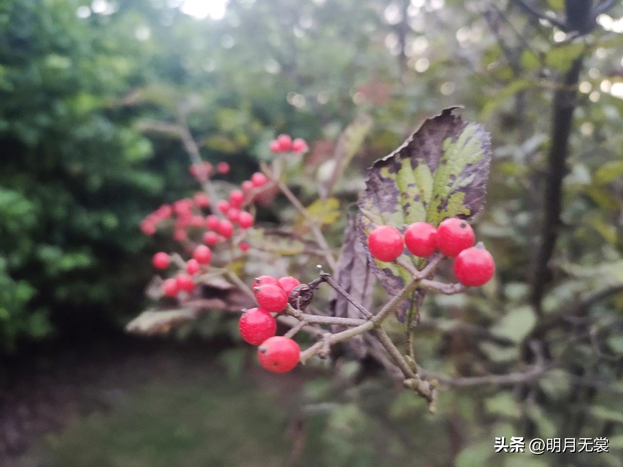 西溪深秋的红果果