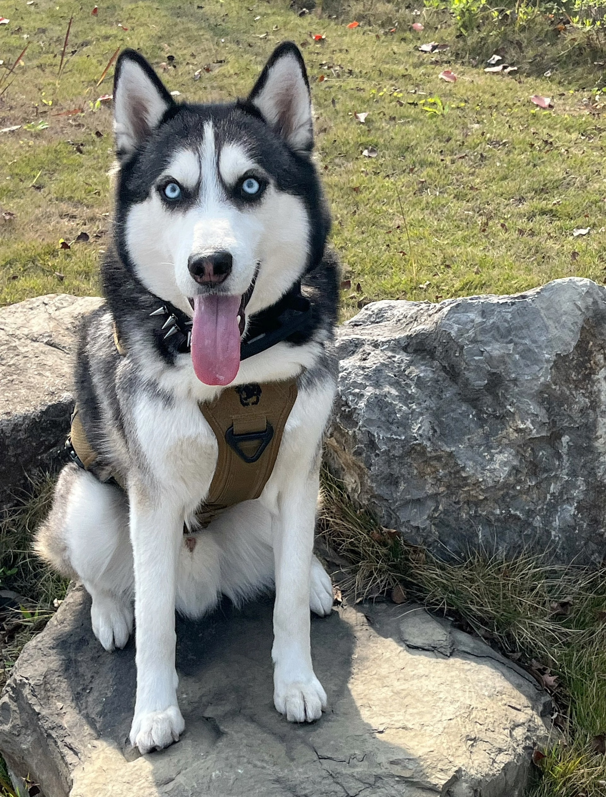 hsq虽然看着不太聪明的样子，但我还是想要养一只大型犬