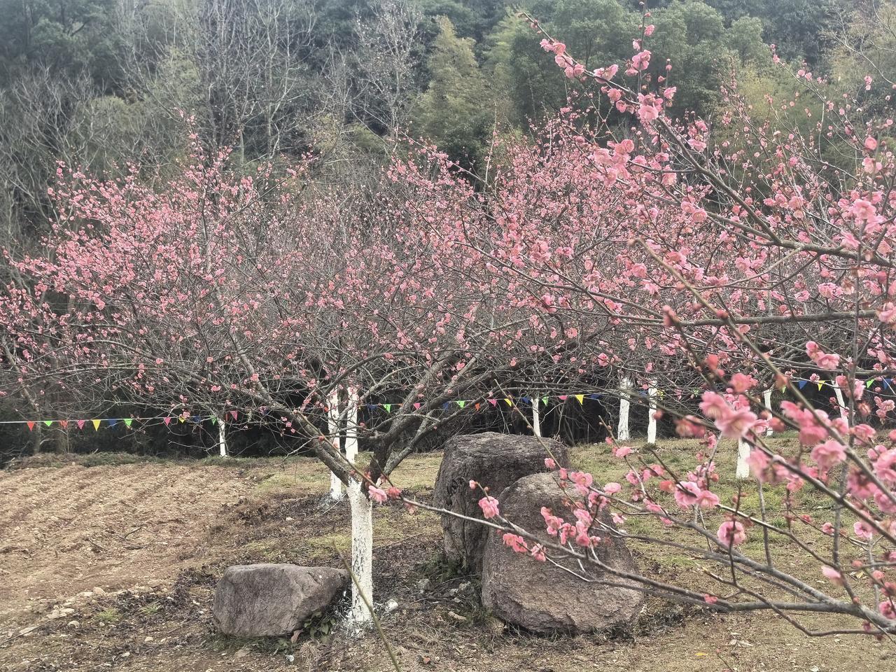梅花村赏梅，色已淡