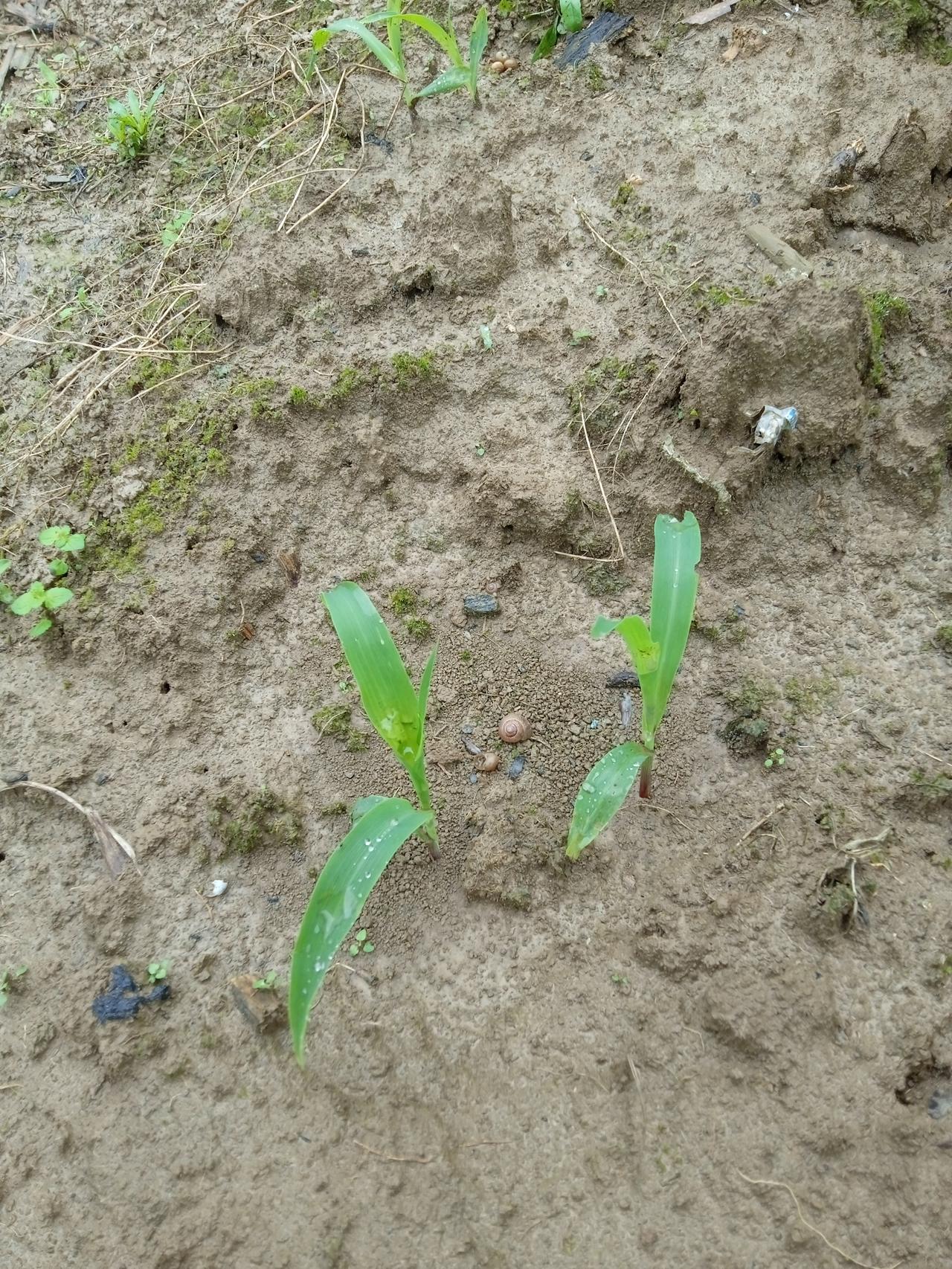 令人唏嘘和悲凉的是，同父同母生的孩子从小吃一锅饭一起长大，曾经互相关心互相谦让，