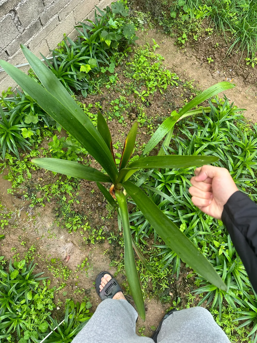 这就是地栽的力量么