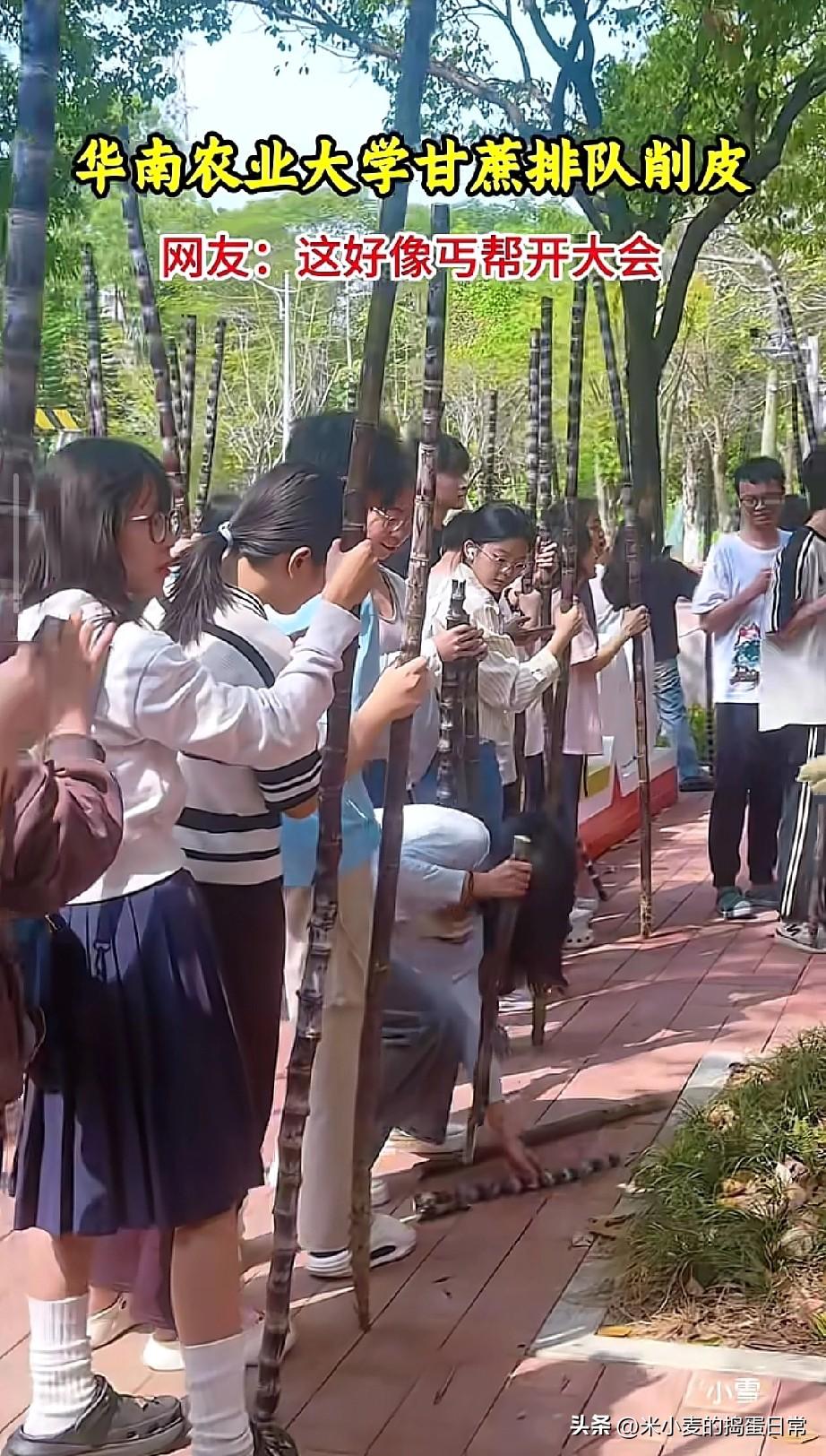 华农甘蔗大会，像极了丐帮开会
 
谁能想到，大学校园里最火的“顶流”，居然是一根