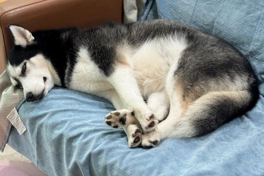 擅长收纳的小狗一枚