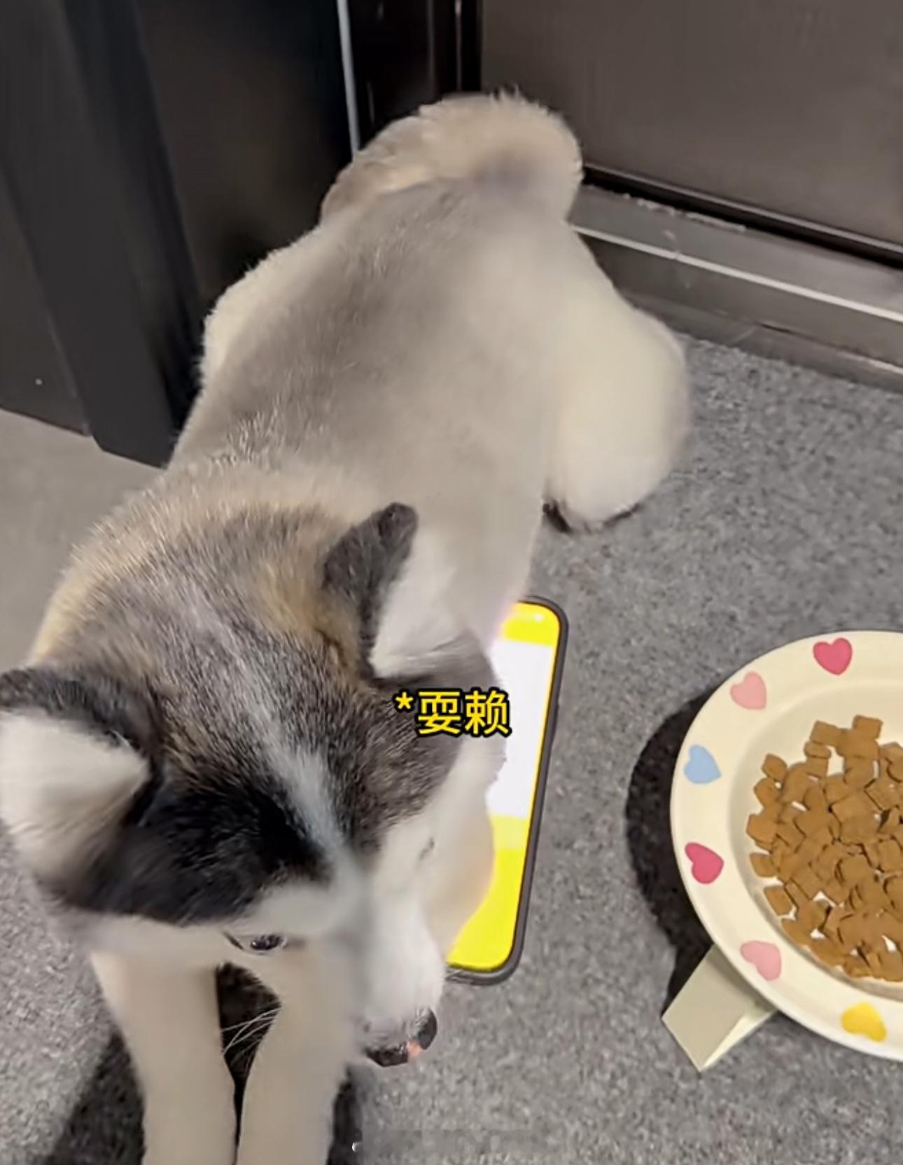 支付宝辟谣狗腿付网友称狗腿付才是真接地气面对脑洞十足的“狗腿付”，支付宝出面辟谣