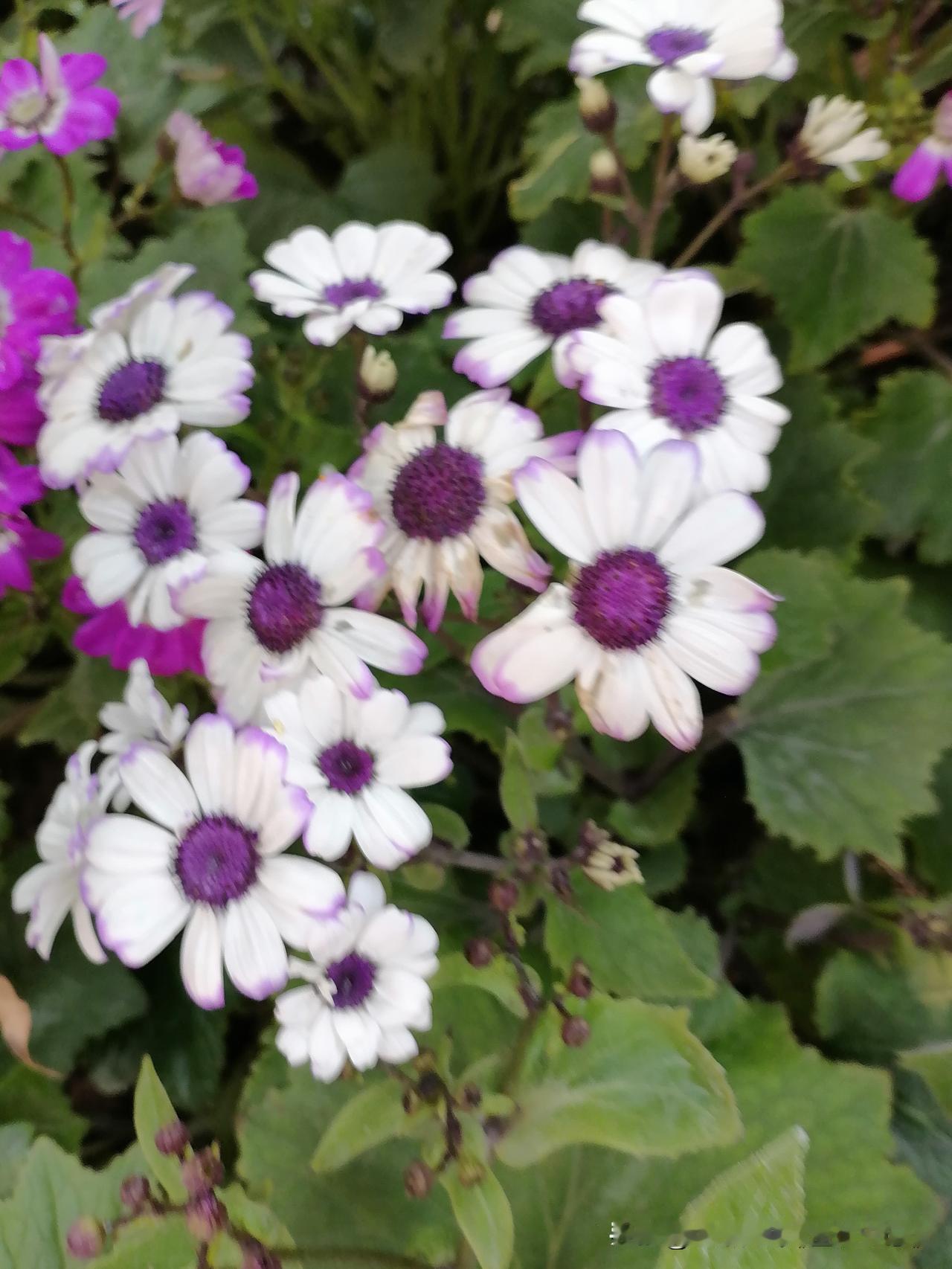 分享一张拍摄的花