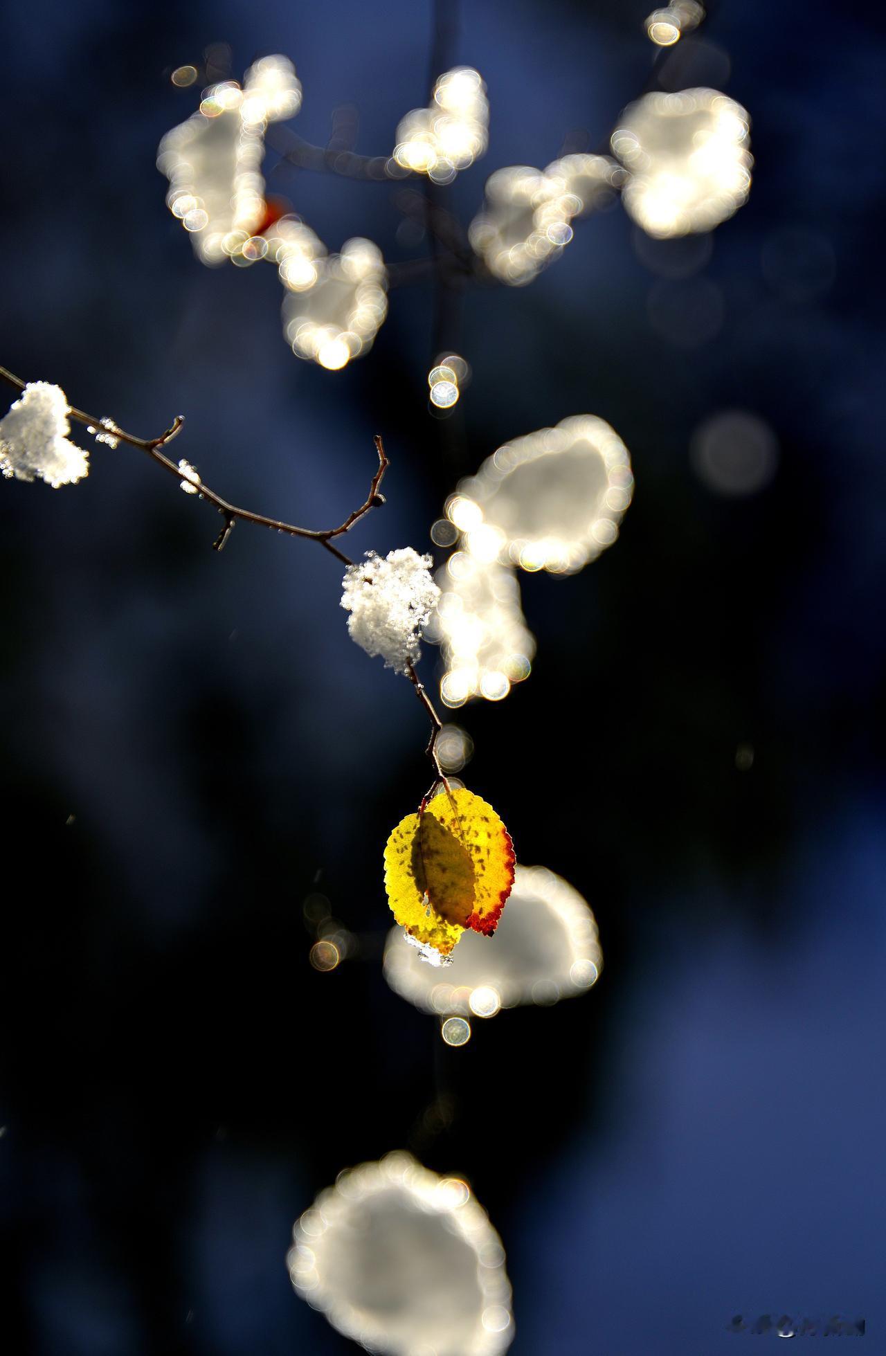 南湖公园四季掠影（四）
冬季景色