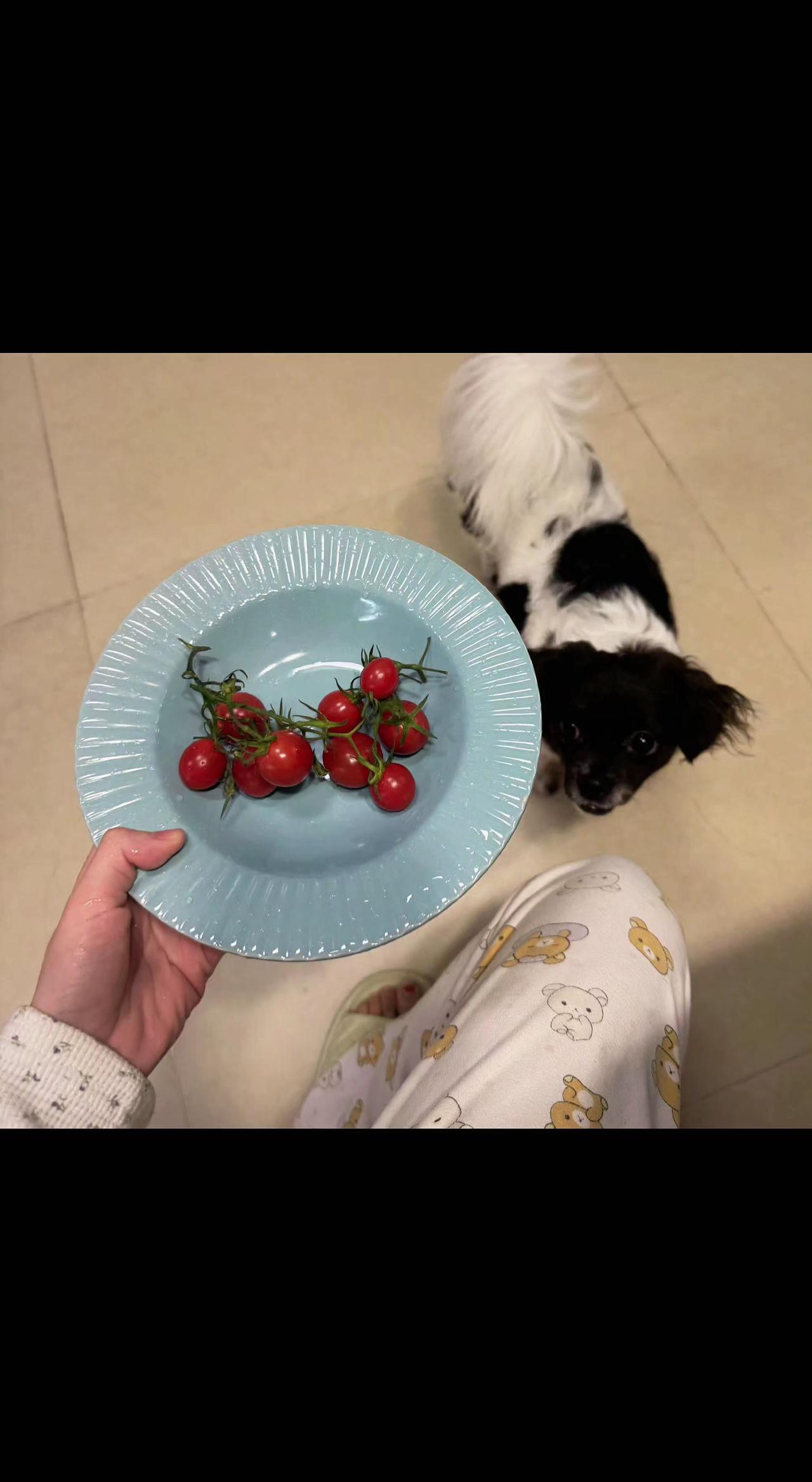 🍅手心里的小灯笼晃呀晃，狗子眼睛亮成星星✨。生活的甜，总藏在这些眼巴巴的期待里