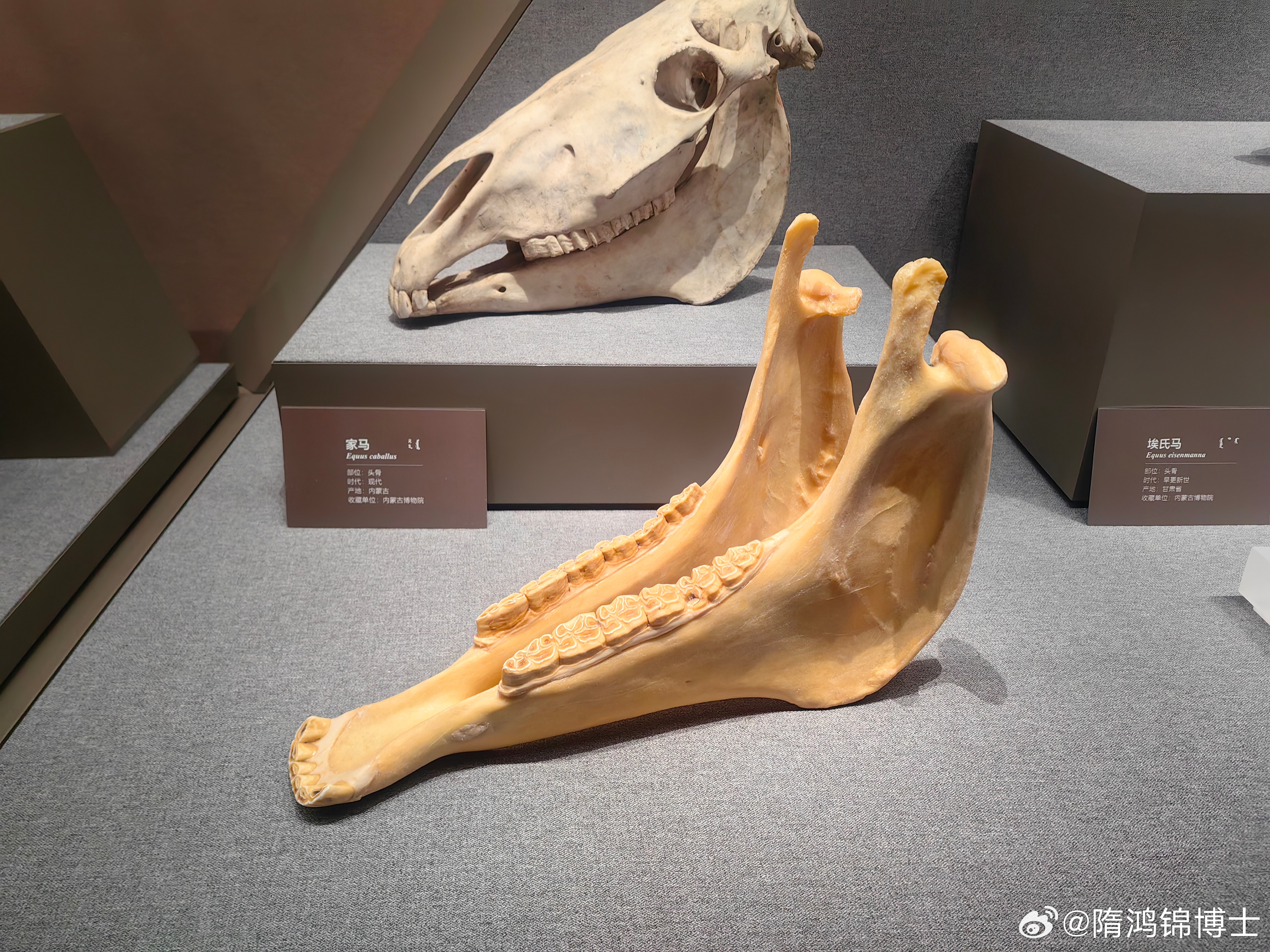 塑化标本内蒙古 在内蒙古博物院新馆看到我们制作的塑化标本，馆方还细致地标明制作单