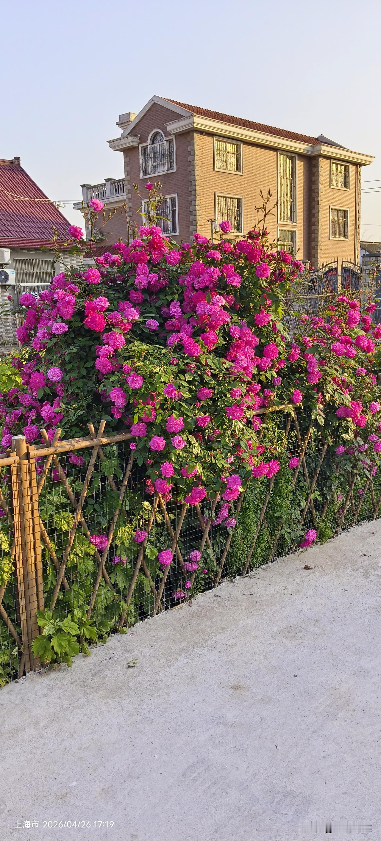 我去年拍过这株玫瑰花盛开的照片，幸运的是今年又遇上在它盛开的季节，还是那样的漂亮