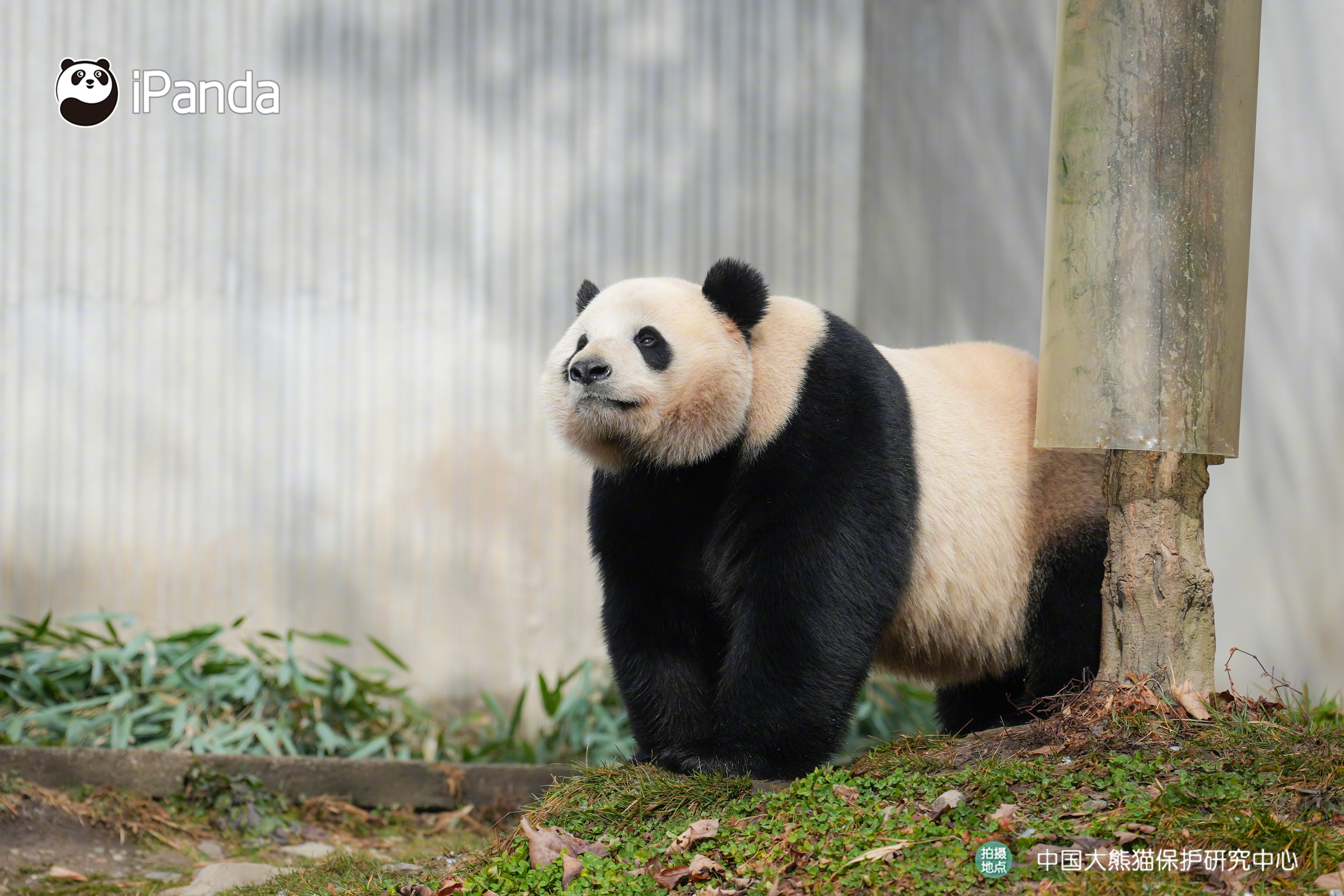 (ฅ>ω<*ฅ)都说爱笑的熊猫，粉丝一定不会太少～让熊家看看我的后援会在哪里？大