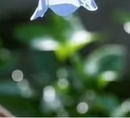 风铃草的日常种植养护秘籍寓意：风铃草象征温柔、健康、感恩、创造力。喜欢它的人富有
