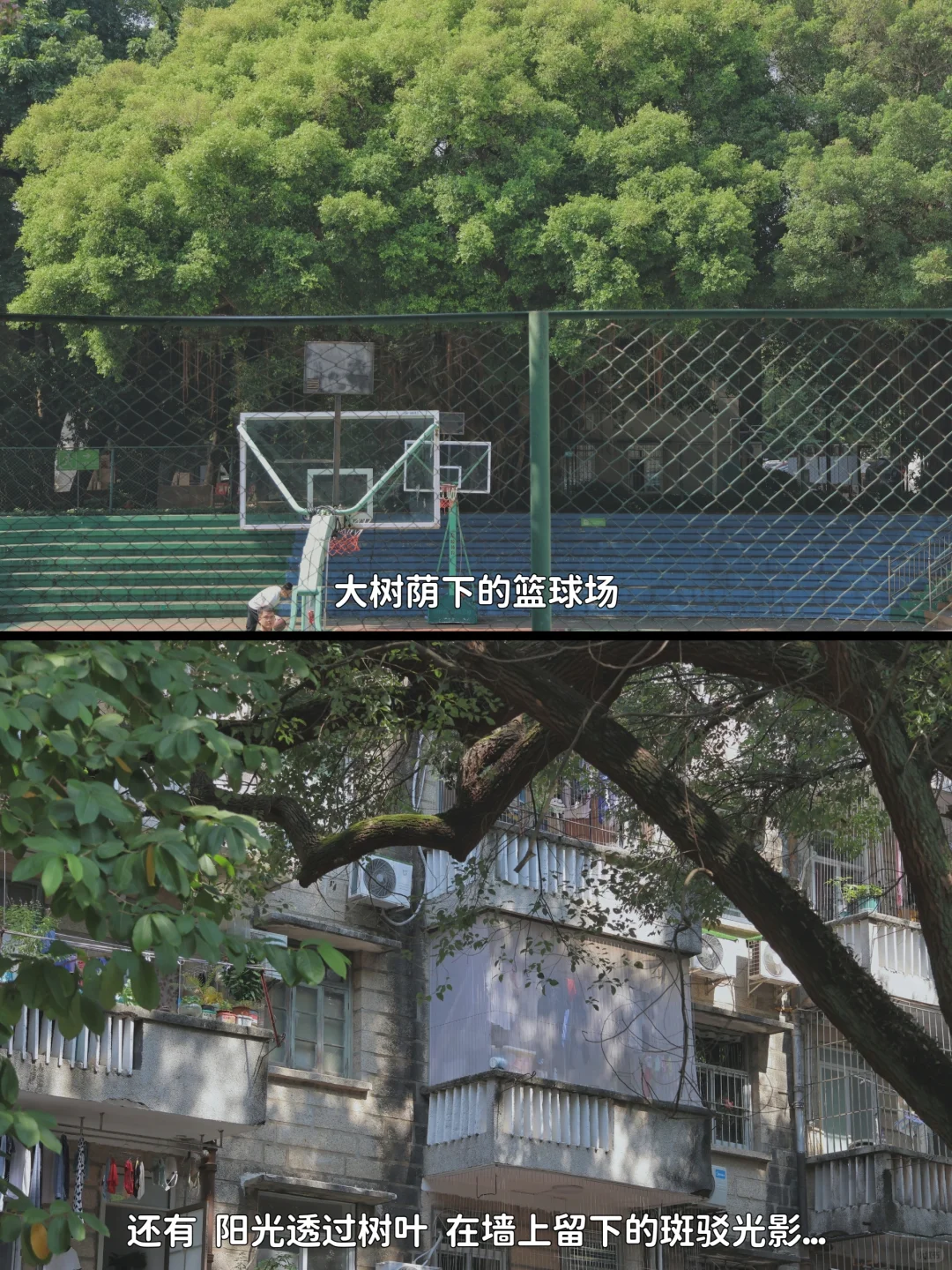这大概是属于深圳老小区里的一些浪漫吧