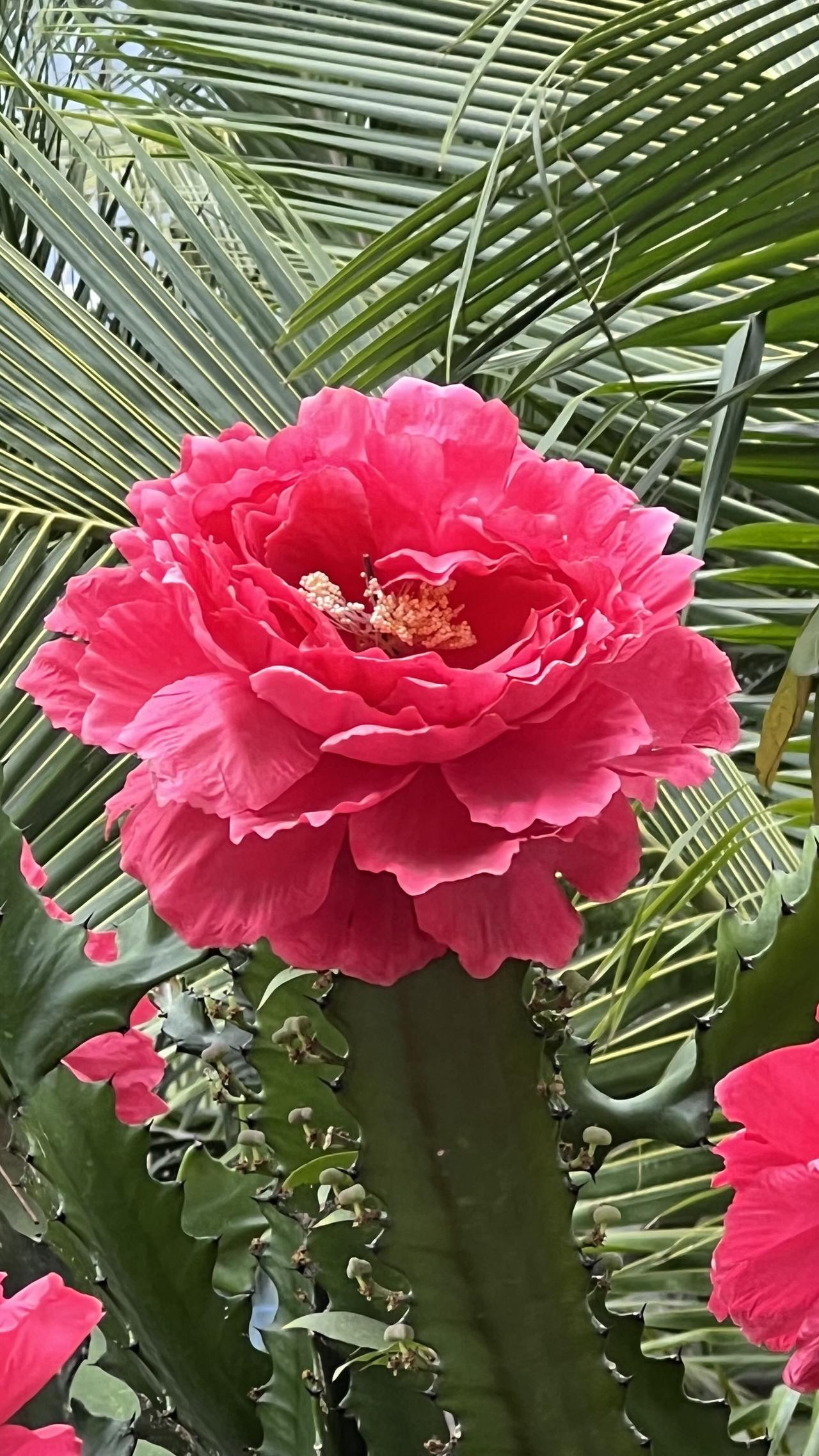 美丽漂亮花朵分享