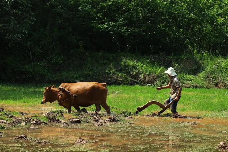 馨漪婉风所作的《七绝•悯农》极具感染力。“朝夕种地垄间忙，面向田畴两鬓苍”，仅这