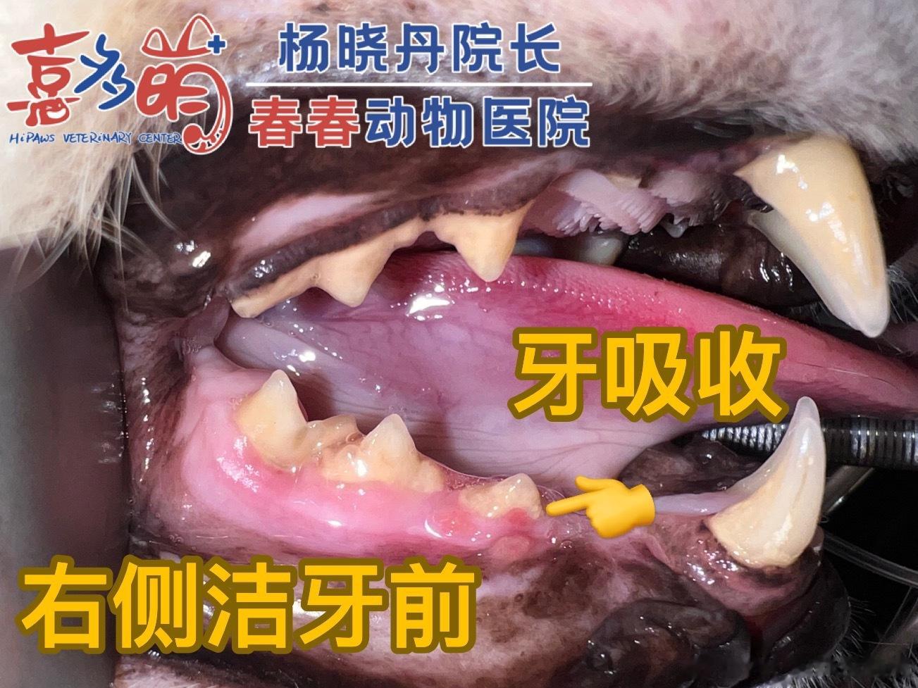 #猫咪牙吸收# 猫咪痛得天天流口水希望快点好起来 ​​​