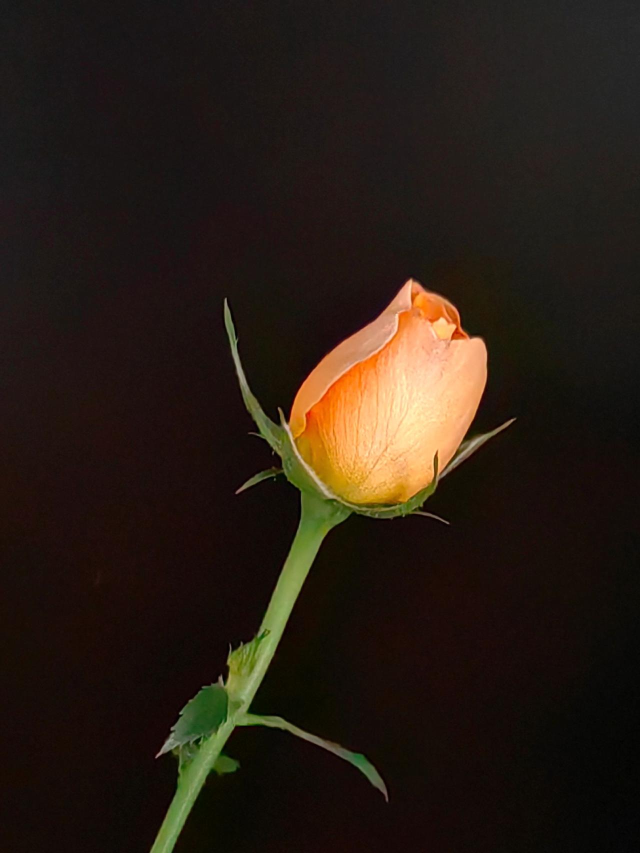 我评论了@莲儿 的作品：
这是什么花？