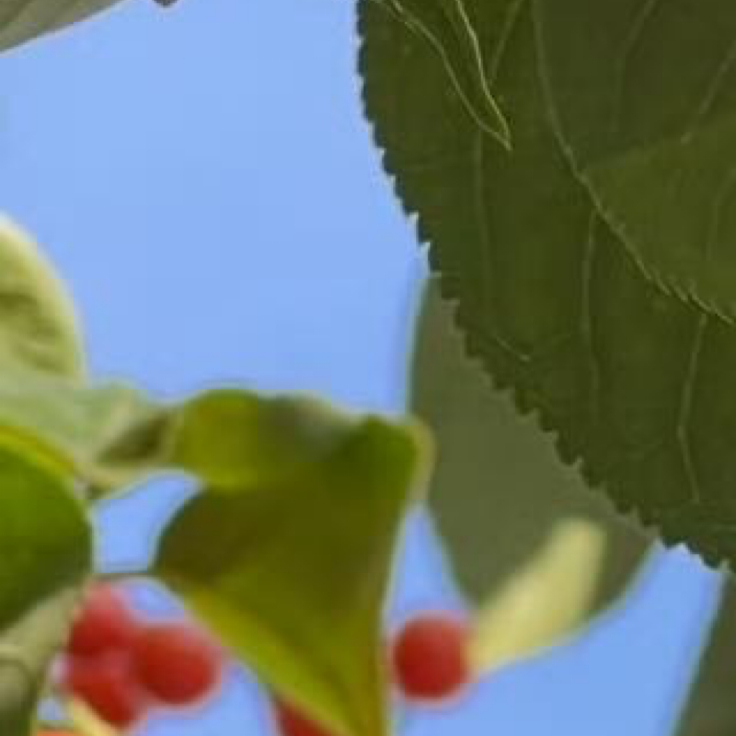 樱桃的种植方法樱桃适宜种植在气候温和、排水良好的丘陵或平原地带，土壤以疏松肥沃、