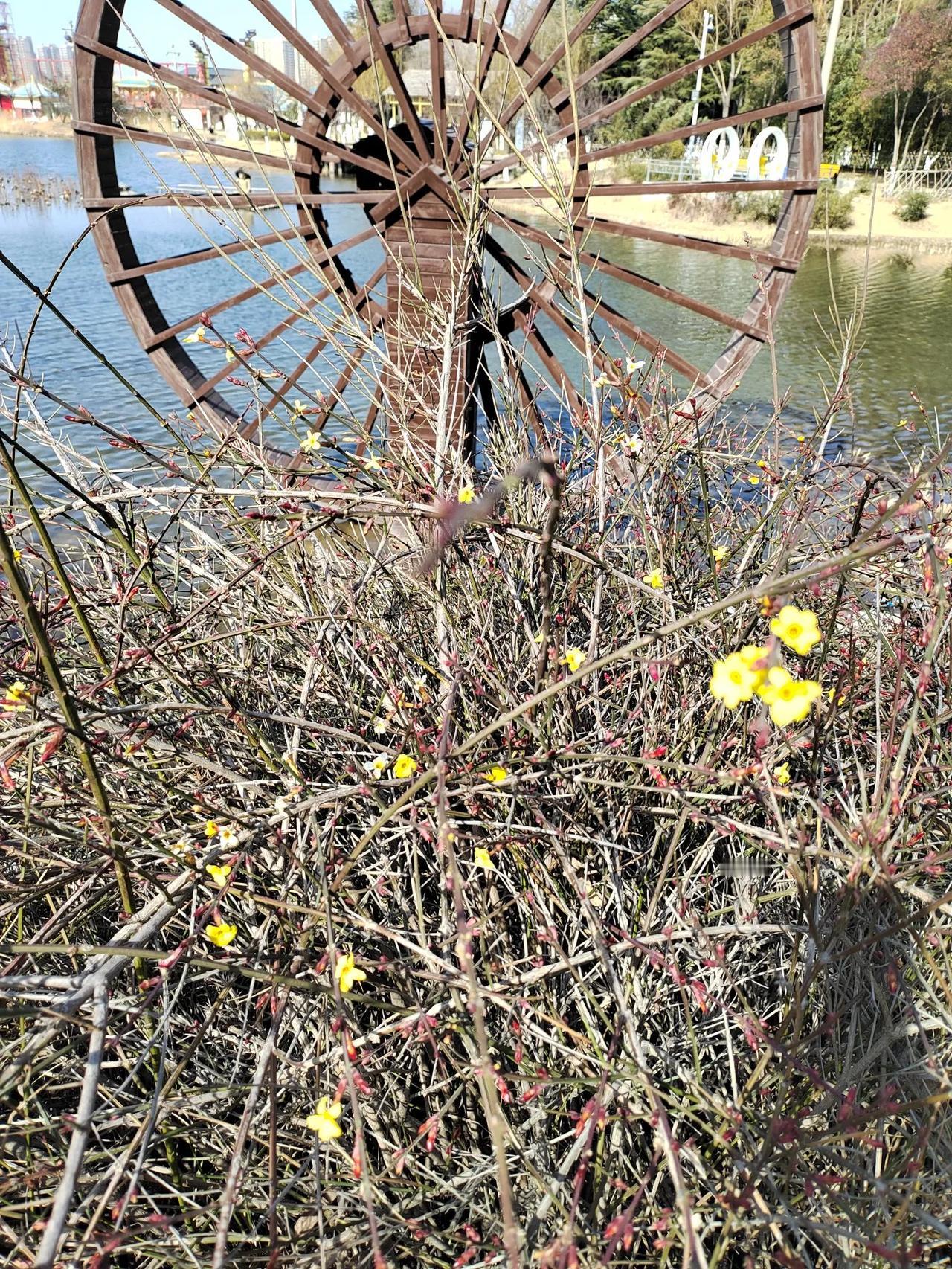 花儿真好，真美。花开花落，顺应四季，顺其自然，默默奉献着自己的美，不求回报，没有