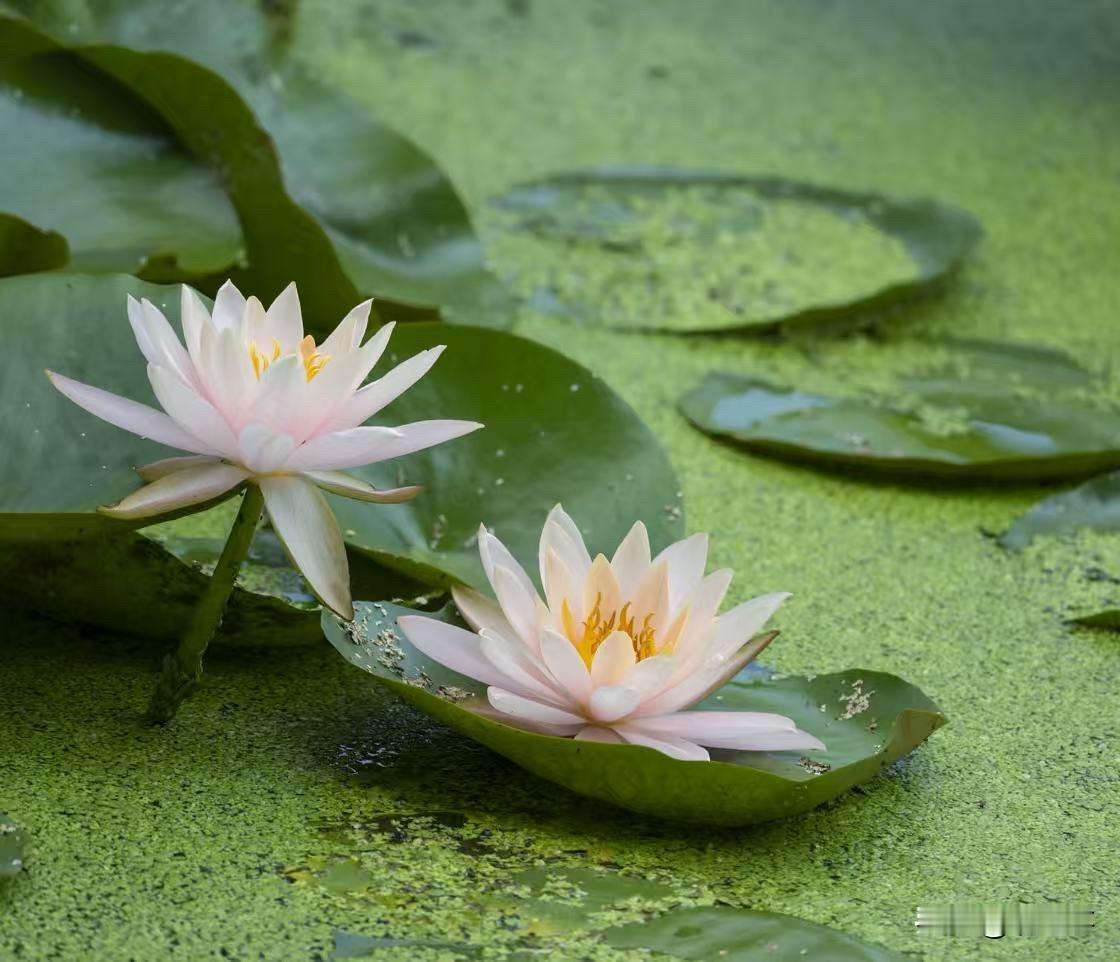 花果