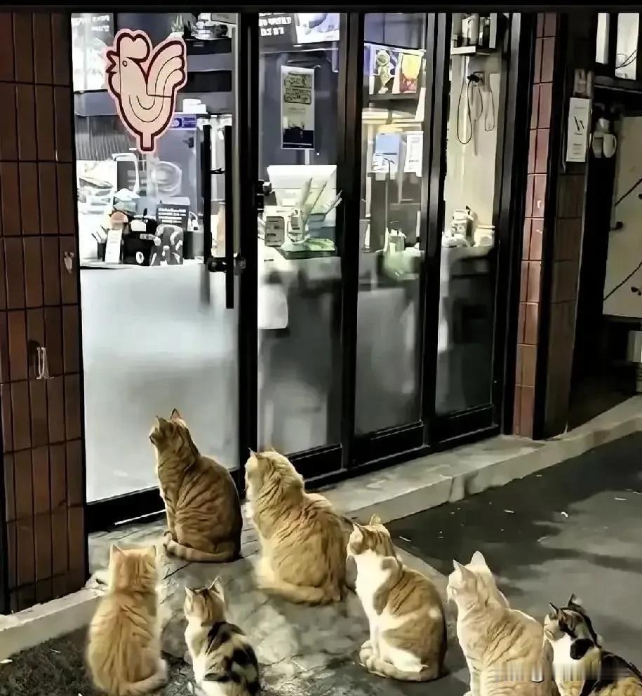 杭州这家烤肉店的老板真是太暖心了，视频本来只是记录一下老板每天傍晚把剩下的肉喂给